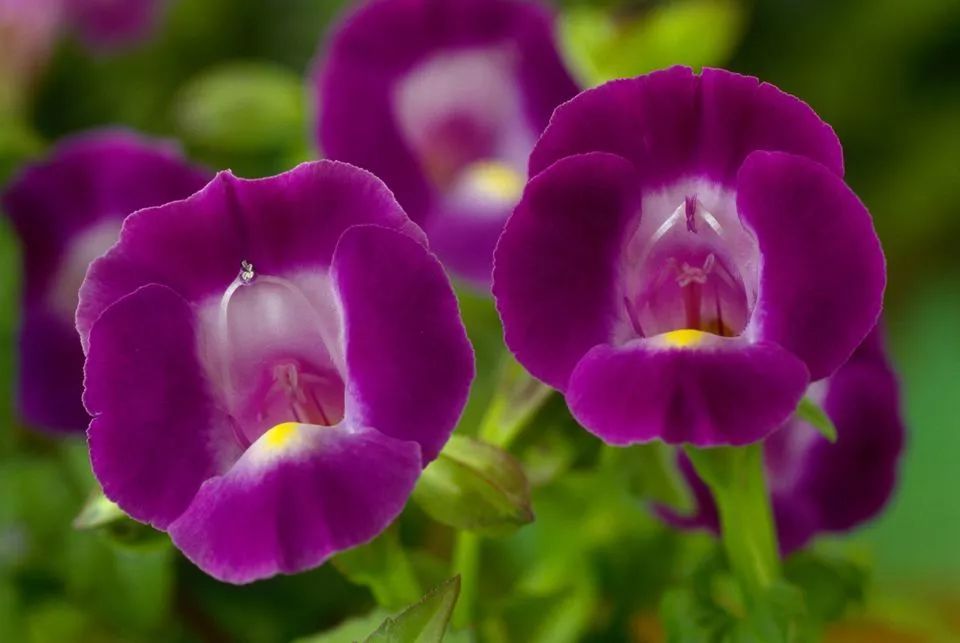 混合花境設(shè)計(jì)與種植建議