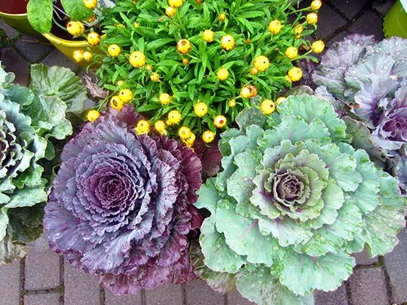 混合花境設(shè)計(jì)與種植建議