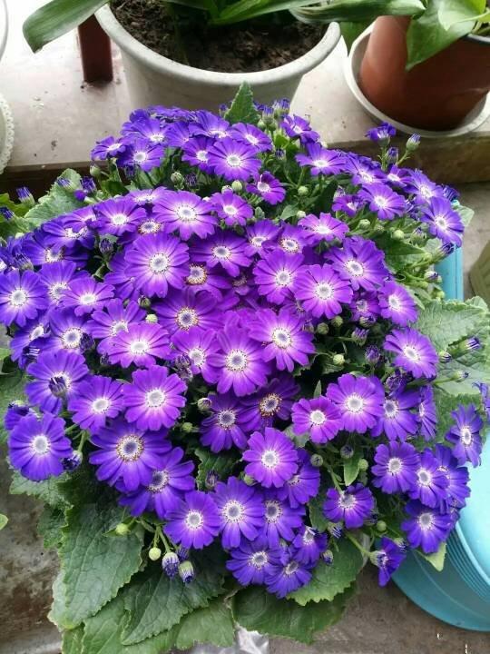 瓜葉菊花色典雅明亮 是陽臺盆栽佳品