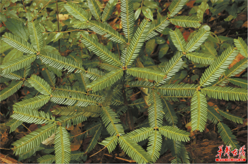 湘西古丈發(fā)現(xiàn)成片篦子三尖杉珍稀瀕危植物