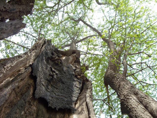 河南千年古寺里的千年古樹仍枝繁葉茂