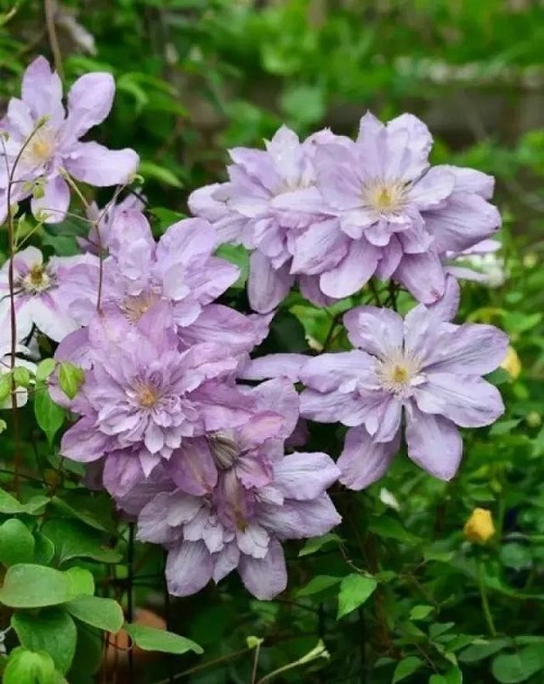 盆栽花卉鐵線蓮，掌握這4個要點