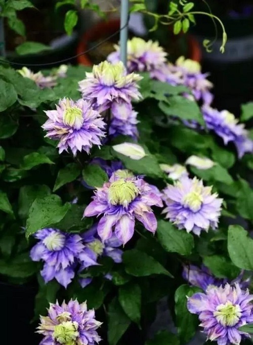 盆栽花卉鐵線蓮，掌握這4個要點