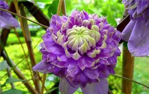 盆栽花卉鐵線蓮，掌握這4個要點