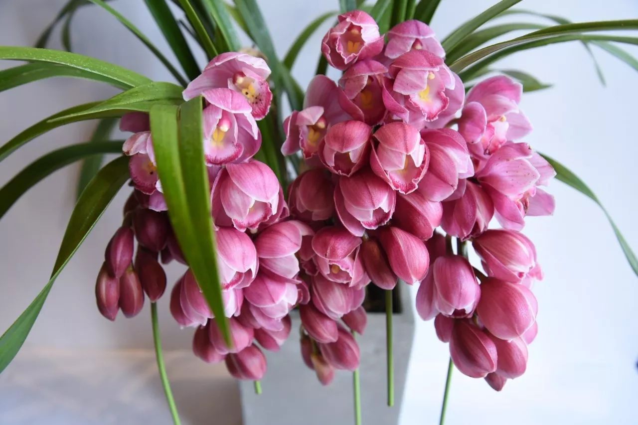 大花蕙蘭的養(yǎng)護(hù)