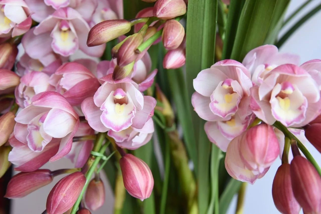 大花蕙蘭的養(yǎng)護(hù)