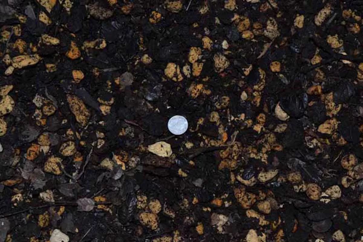 大花蕙蘭的養(yǎng)護(hù)