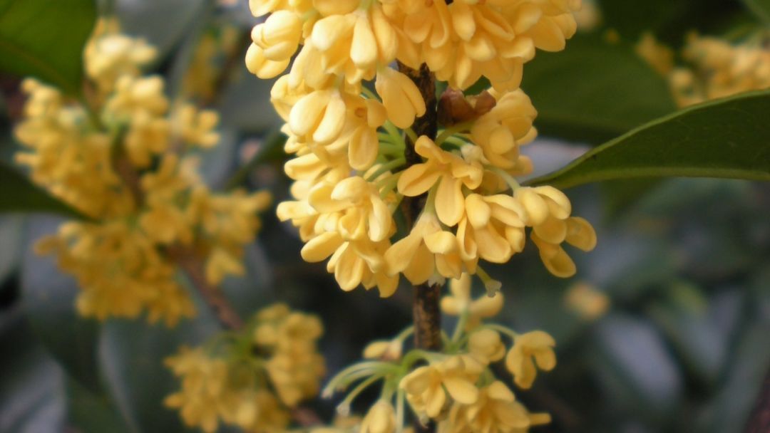 杭州城里居然有110種世界珍稀瀕危植物
