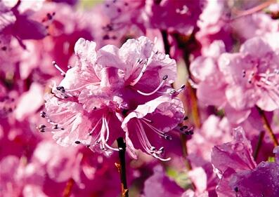 “枯木逢春”亡杜鵑