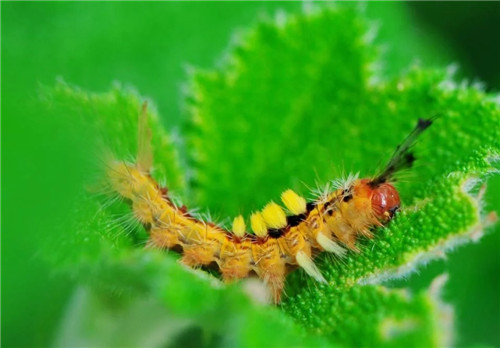 科學(xué)發(fā)現(xiàn):植物可以聽到自己被吃掉的聲音