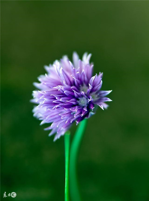 法式花藝的基本技巧