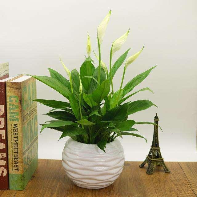 這些花卉植物,在任何地方都可以養殖的很好