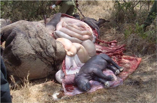 諶良仲：保護生物多樣性的戰斗仍將繼續