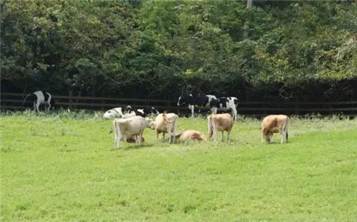 休閑農業經營的10大經驗