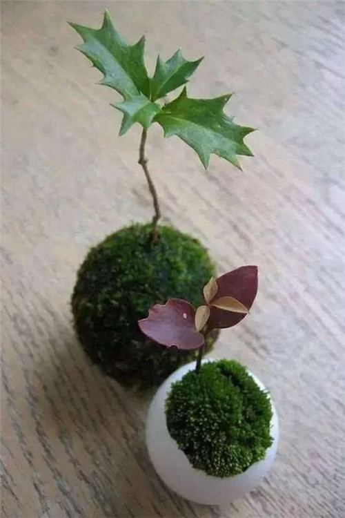 自制禪意插花,與心靈碰撞的心靈藝術