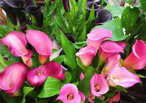 花卉市場里,這幾種花,很受大家喜愛