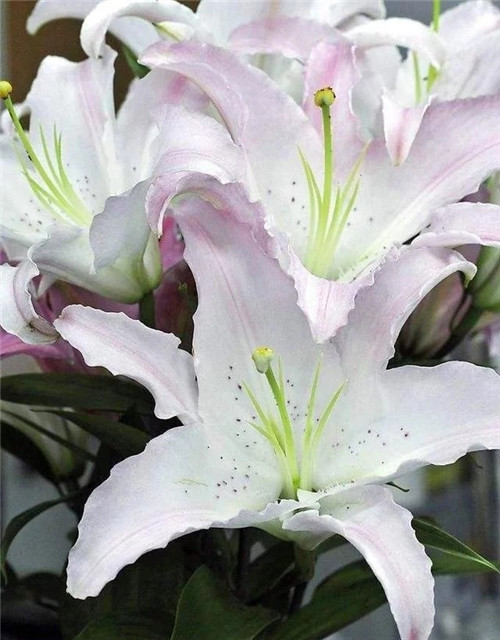 花卉市場里,這幾種花,很受大家喜愛