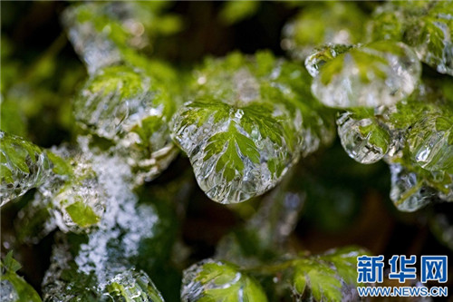 江西仰天崗國家森林公園銀裝素裹