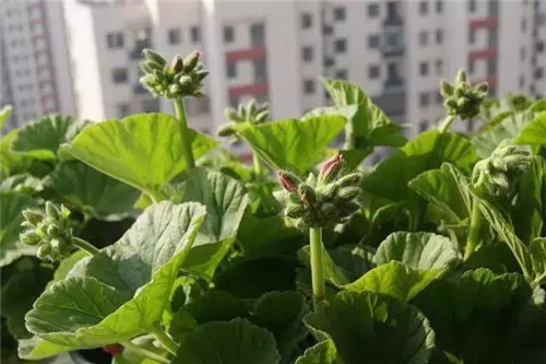 不想給花卉換盆,花卉盆土不板結(jié)怎么辦