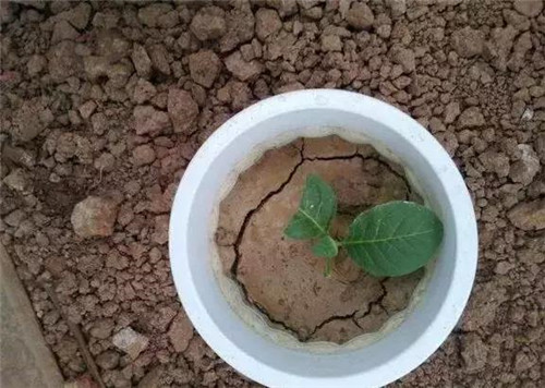 不想給花卉換盆,花卉盆土不板結(jié)怎么辦