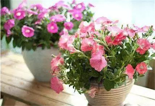 不想給花卉換盆,花卉盆土不板結(jié)怎么辦