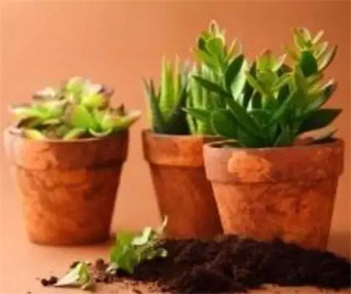 不想給花卉換盆,花卉盆土不板結(jié)怎么辦