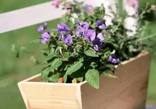 不想給花卉換盆,花卉盆土不板結(jié)怎么辦