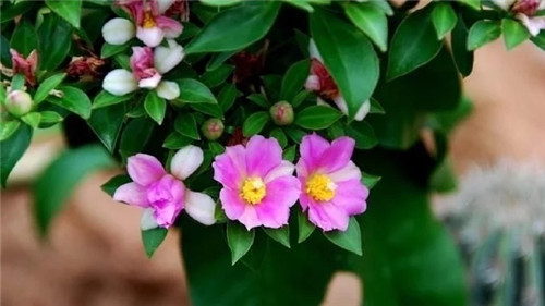 櫻麒麟盆栽和做藝術造型的花籬花架效果佳