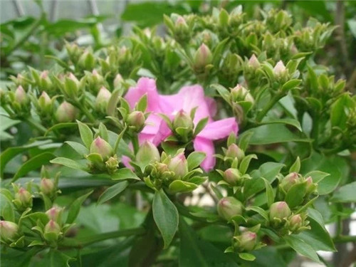 櫻麒麟盆栽和做藝術造型的花籬花架效果佳