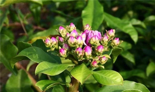 櫻麒麟盆栽和做藝術造型的花籬花架效果佳