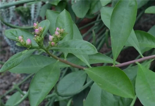 櫻麒麟盆栽和做藝術造型的花籬花架效果佳