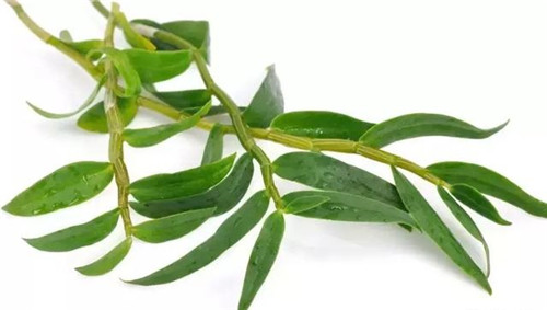 瀕臨滅絕的珍貴仙草——鐵皮石斛