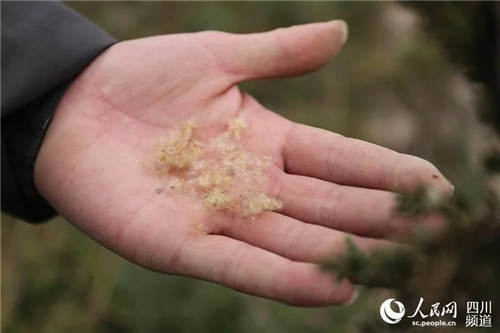 瀕危野生植物疏花水柏枝被列入專項保護
