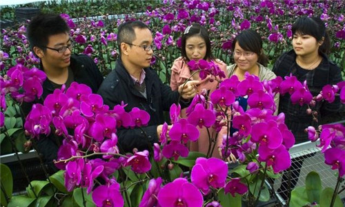 如何挑選年宵花卉?年宵花卉都有哪些