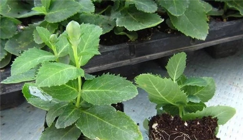 洋桔梗花卉規模化育苗技術