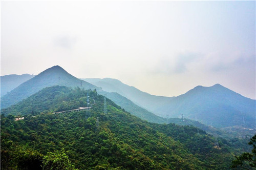 觀音山古樹博物館比黃帝還老的“老人”