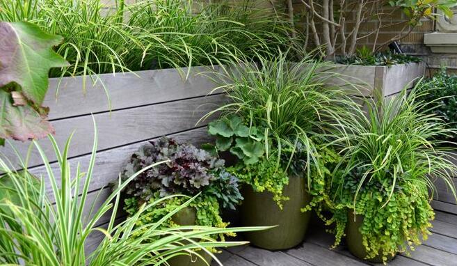 如何將城市里小塊土地變?yōu)槌鞘芯G洲