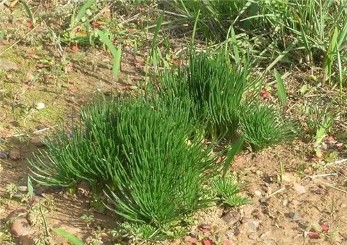 球根多肉植物哪種最好看?香果石蒜不能少