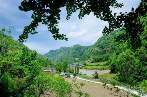 走進千年古樹群風景區