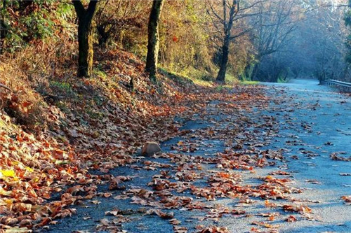 走進千年古樹群風景區