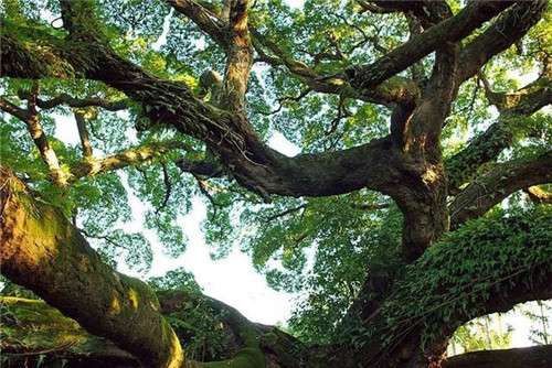 走進千年古樹群風景區