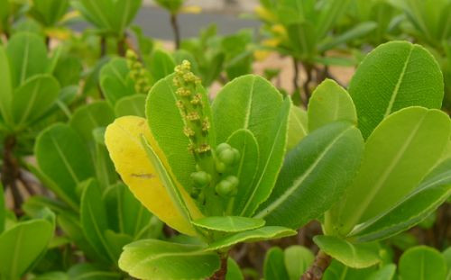 研究人員發(fā)現(xiàn)我國被子植物新記錄