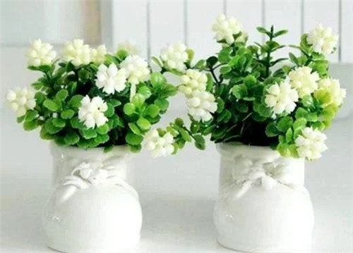 這8種植物是凈化空氣的能手，關(guān)鍵好養(yǎng)活！