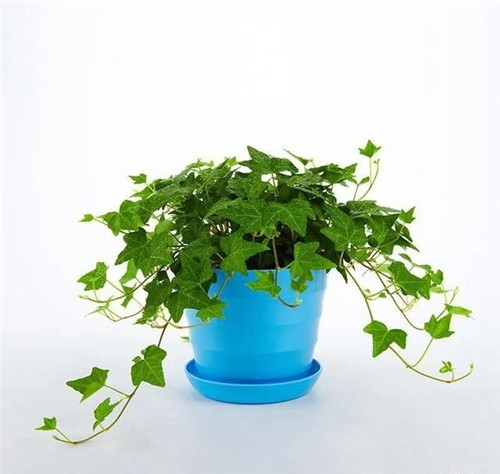 這8種植物是凈化空氣的能手，關(guān)鍵好養(yǎng)活！