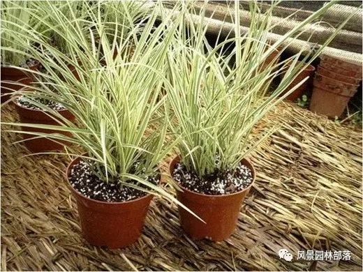 巧妙識別23種景觀設計常用觀賞草