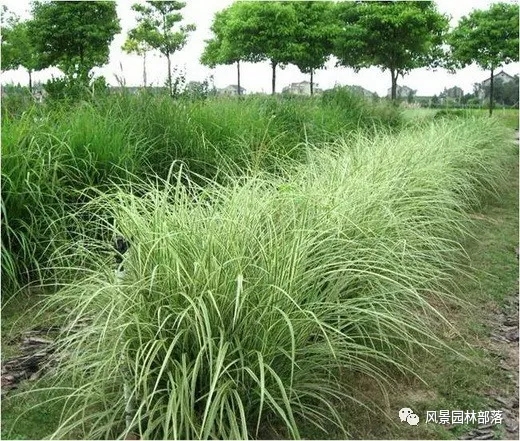 巧妙識別23種景觀設計常用觀賞草