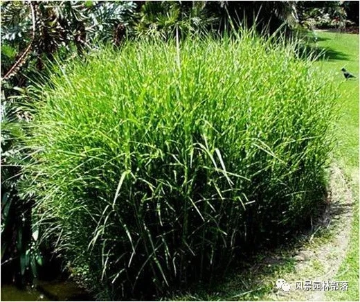 巧妙識別23種景觀設計常用觀賞草