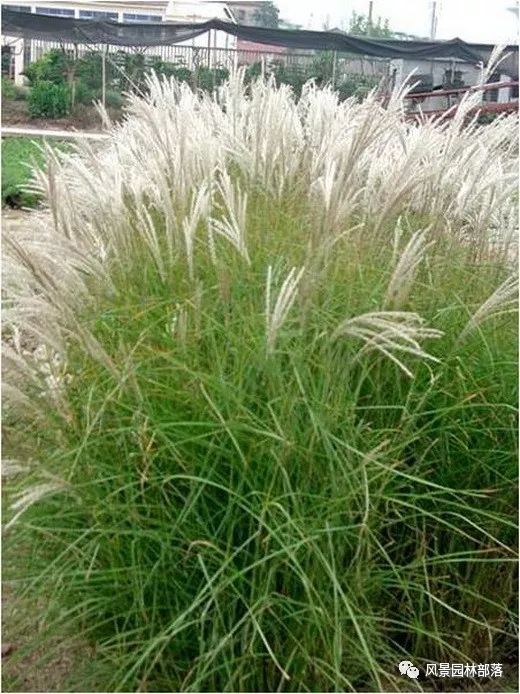 巧妙識別23種景觀設計常用觀賞草