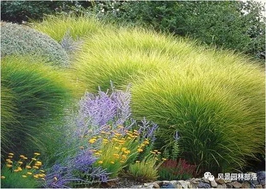 巧妙識別23種景觀設計常用觀賞草