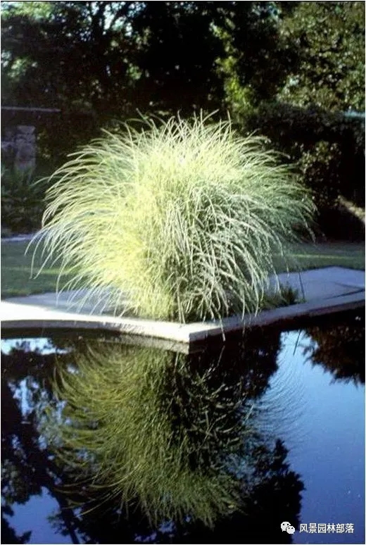 巧妙識別23種景觀設計常用觀賞草